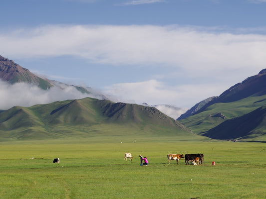 Why Grass-Fed Dairy is Better for You Than Traditional Dairy